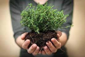 Richard Schultes. 2000