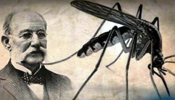 La fiebre amarilla es transmitida por los mosquitos