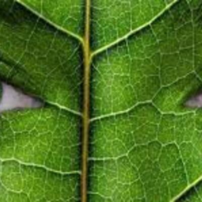 Timeline: Evolución de la Ecología