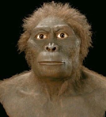Australopithecus