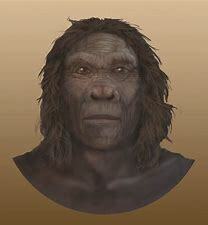 Homo habilis