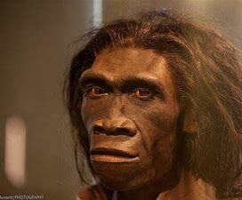 Homo erectus