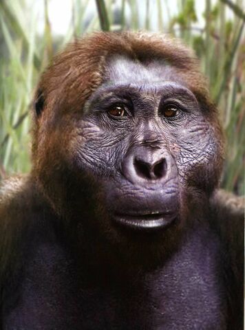 Paranthropus