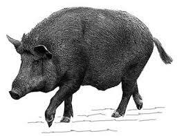 Domesticación del cerdo en China