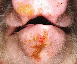 Prohibición de la importación de carnes a EUA