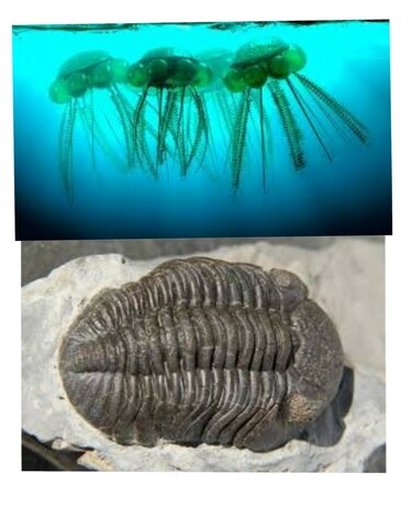 Trilobites y Graptolites