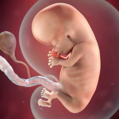 Timeline: Prenatal Timeline