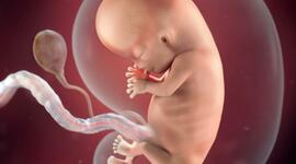 Timeline: Prenatal Timeline