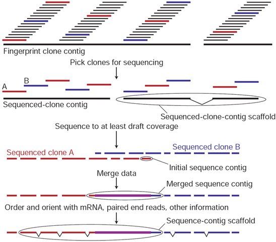 Human Genome Sequence