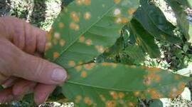 Timeline: Sinopsis histórica de Fitopatología