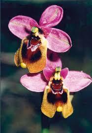 La fecundació de les orquídies