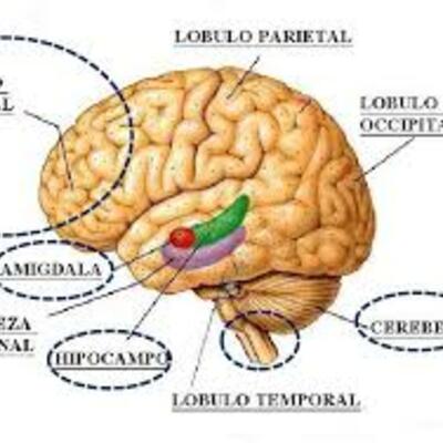 Timeline: PERSPECTIVA HISTÓRICA DE LAS DIFICULTADES DEL APRENDIZAJE.