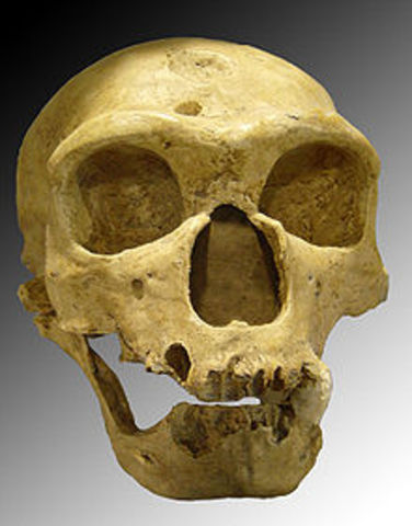 Homo Sapiens Neanderthalensis