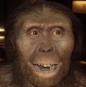 australophitecus primer humà Lucy