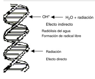 Efectos biológicos de la radiación