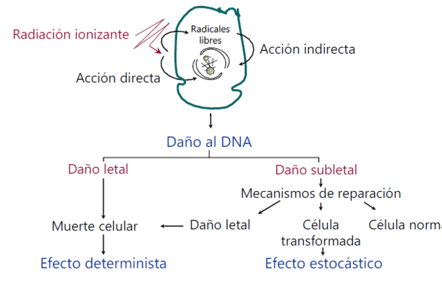 Efectos biológicos de la radiación