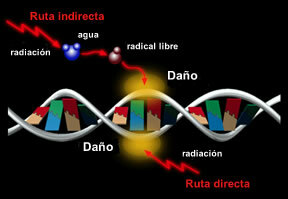 1897 Efectos Biológicos de la Radiación