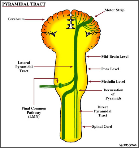Charles At Liverpool