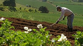 Timeline: Actividades Agropecuarias de Venezuela