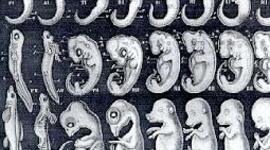 Timeline: Historia de la embriologia