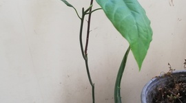 Timeline: Inicio mi bitácora de planta de aguacate, mi plata anterior de hierbabuena mi mascota se la comio ☹️