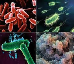 Protozoos, Bacterias y Virus