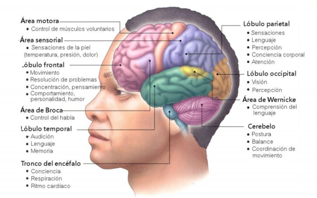 TRASTORNOS DEL LENGUAJE PERCEPTIVO MOTOR.