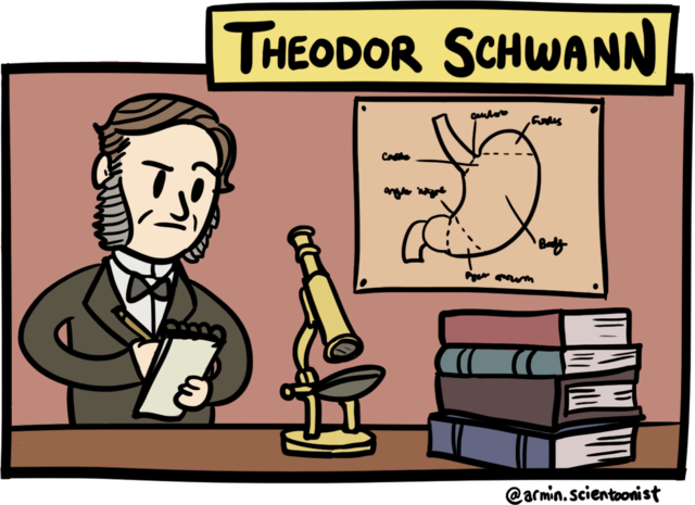 Theodor Schwann (1810-1882)