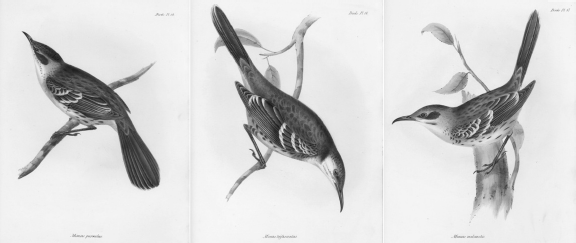 Publicació "Zoología del viaje del HMS Beagle"