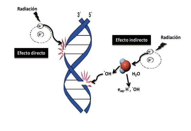 Efectos biológicos de la radiación