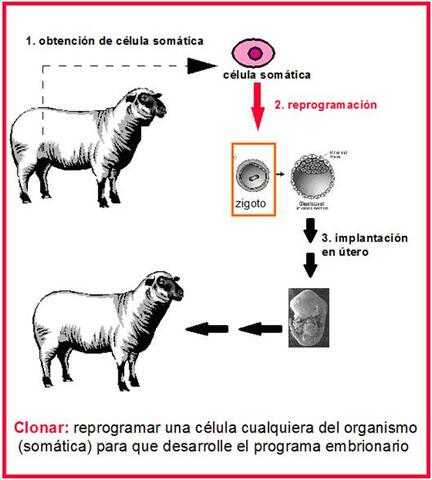 Robert Briggs (1911-1983) y Thoma King (1921-2000)