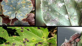 Timeline: Sinopsis histórica e importancia de las enfermedades vegetales