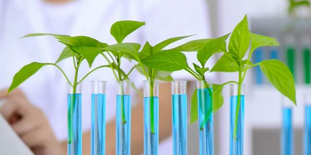 Antibioticos y plantas