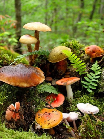 Los hongos y las plantas