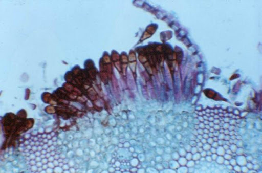 Resistencia a fungicidas