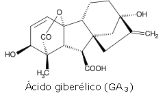 Giberelina