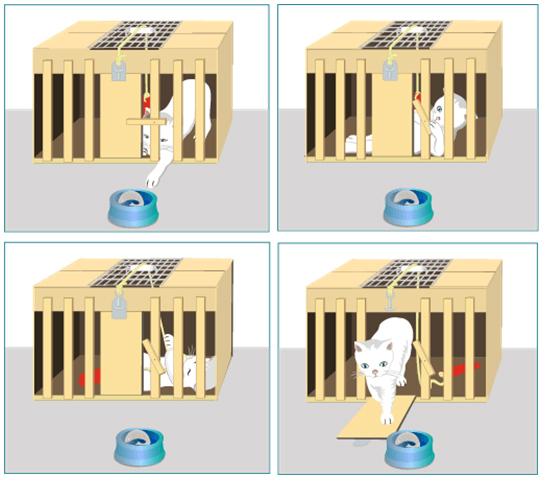 Ley del efecto y del ejercicio