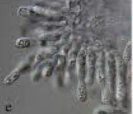 Variabilidad genética entre patógenos