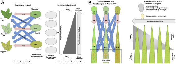 Resistencia vertical y horizontal