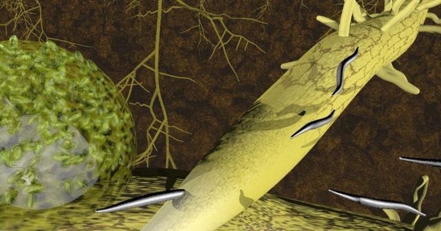 Nematodos fitoparásitos