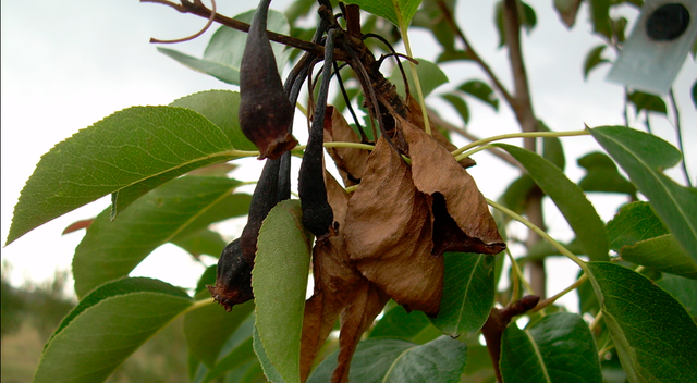 Bacterias en las enfermedades de las plantas