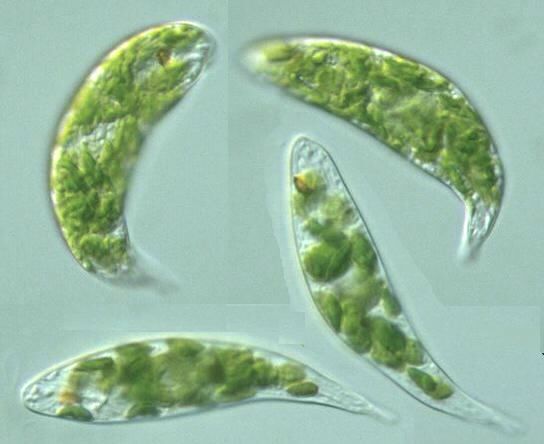 Protozoarios y plantas