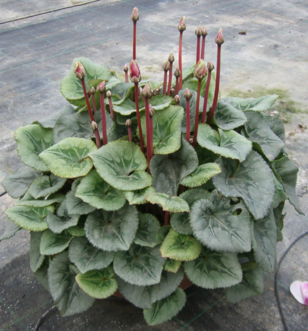 Micoplasma en floema