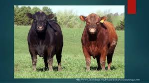 Ganado con mayor presencia en México