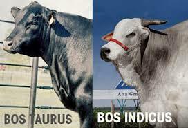 Raza bos indus de leche y carne