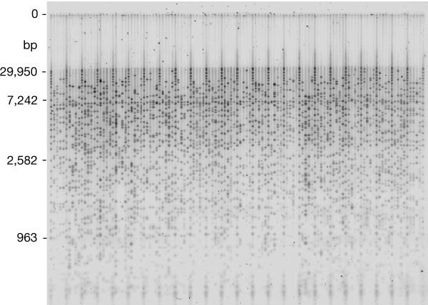 Physical Map of Human Genome Completed