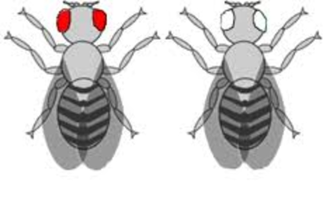 The Discovery of Chromosomal Theory of Heredity