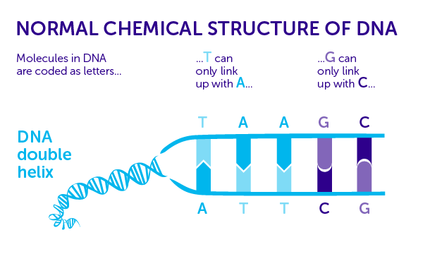 Human DNA Sequence Begins