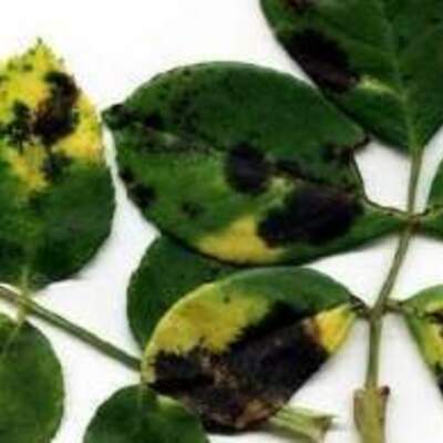 Timeline: Fisiología de las enfermedades en las plantas