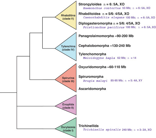 Genome of Roundworm C. elegans Sequenced